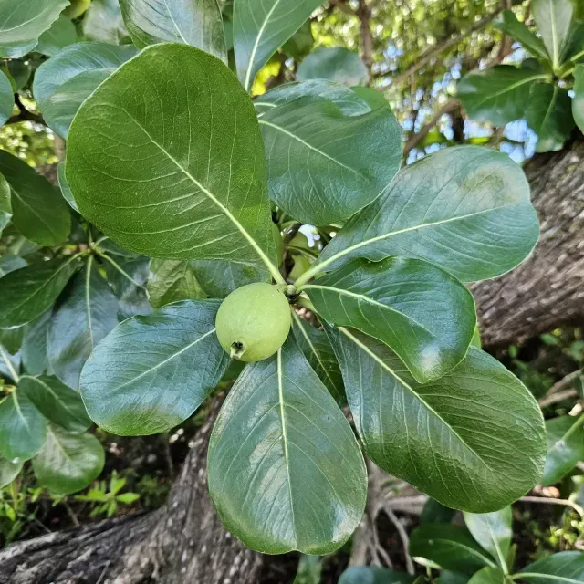 thumbnail for publication: Casasia clusiifolia: Seven Year Apple